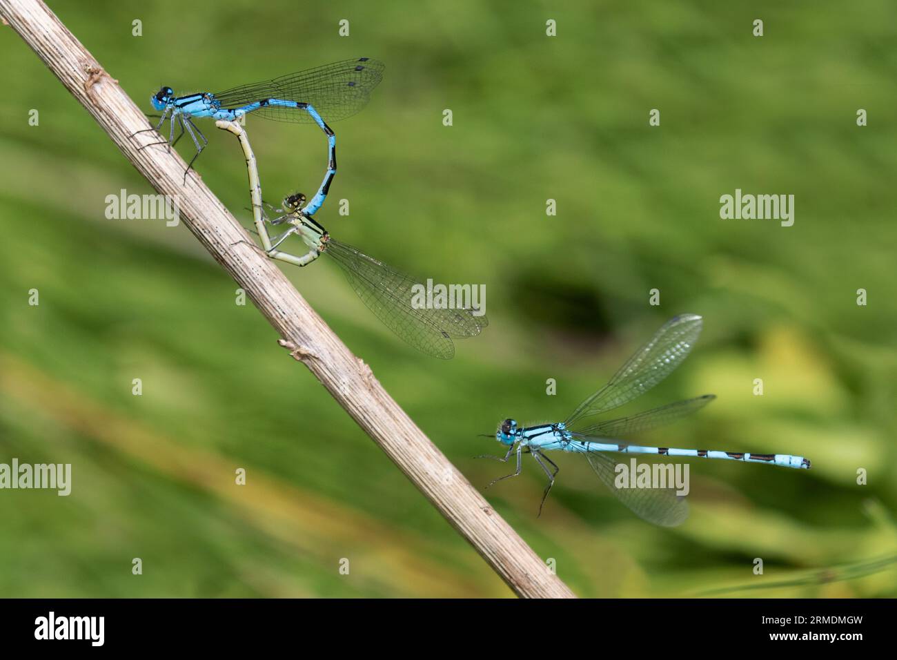 Common Blue Dragonflies Stock Photo - Alamy