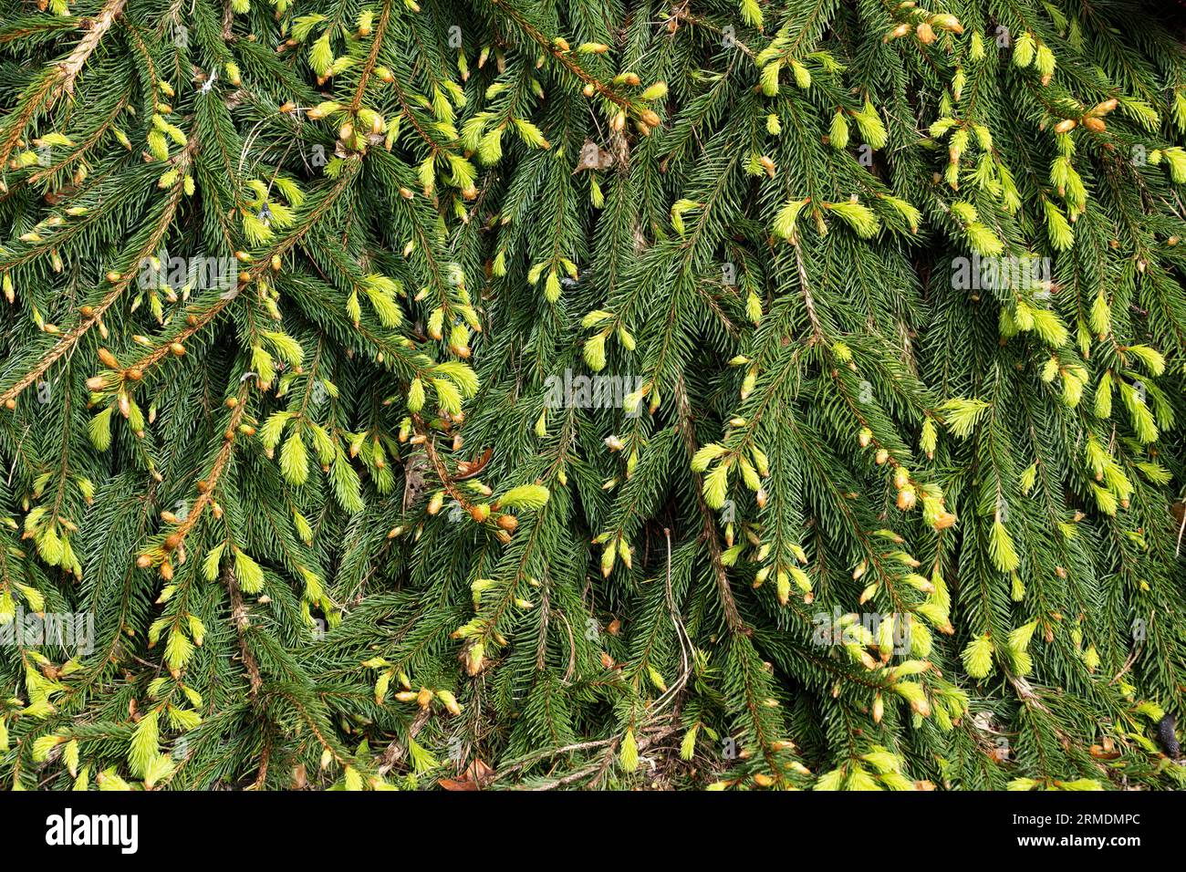 Picea abies Reflexa or Weeping Norway Spruce natural green background in spring, plant with weeping or cascading foliage in the family Pinaceae. Stock Photo