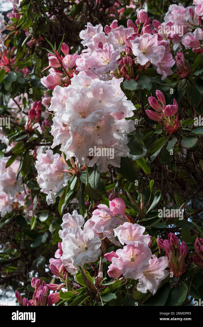 Rhododendron Loderi (fortunei x griffithianum) spring flowers, plant in the family Ericaceae. Stock Photo