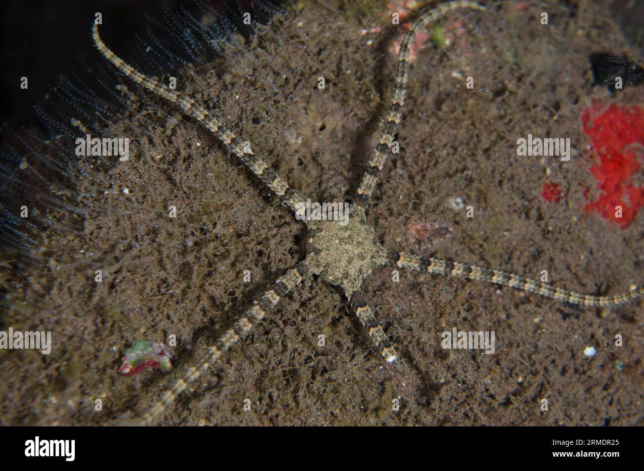 Brittle Star, Ophiothrix sp, night dive, Seraya House Reef dive site, Seraya, Karangasem, Bali, Indonesia Stock Photo