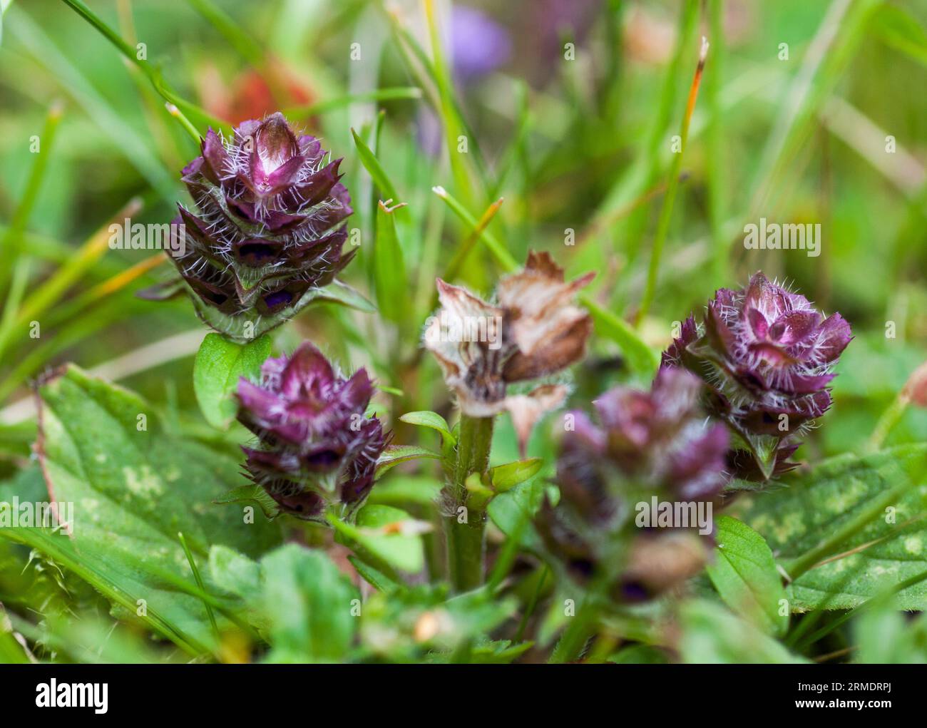 PRUNELLA VULGARIS is an Herbaceous Stock Photo