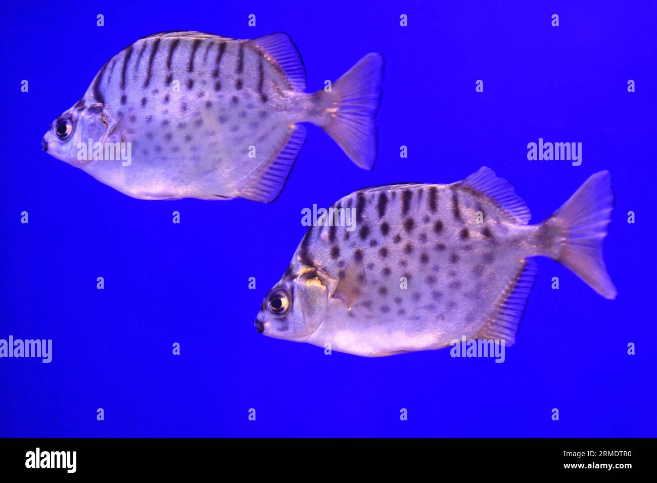 Tropical fish on a blue, in a aquarium Stock Photo - Alamy