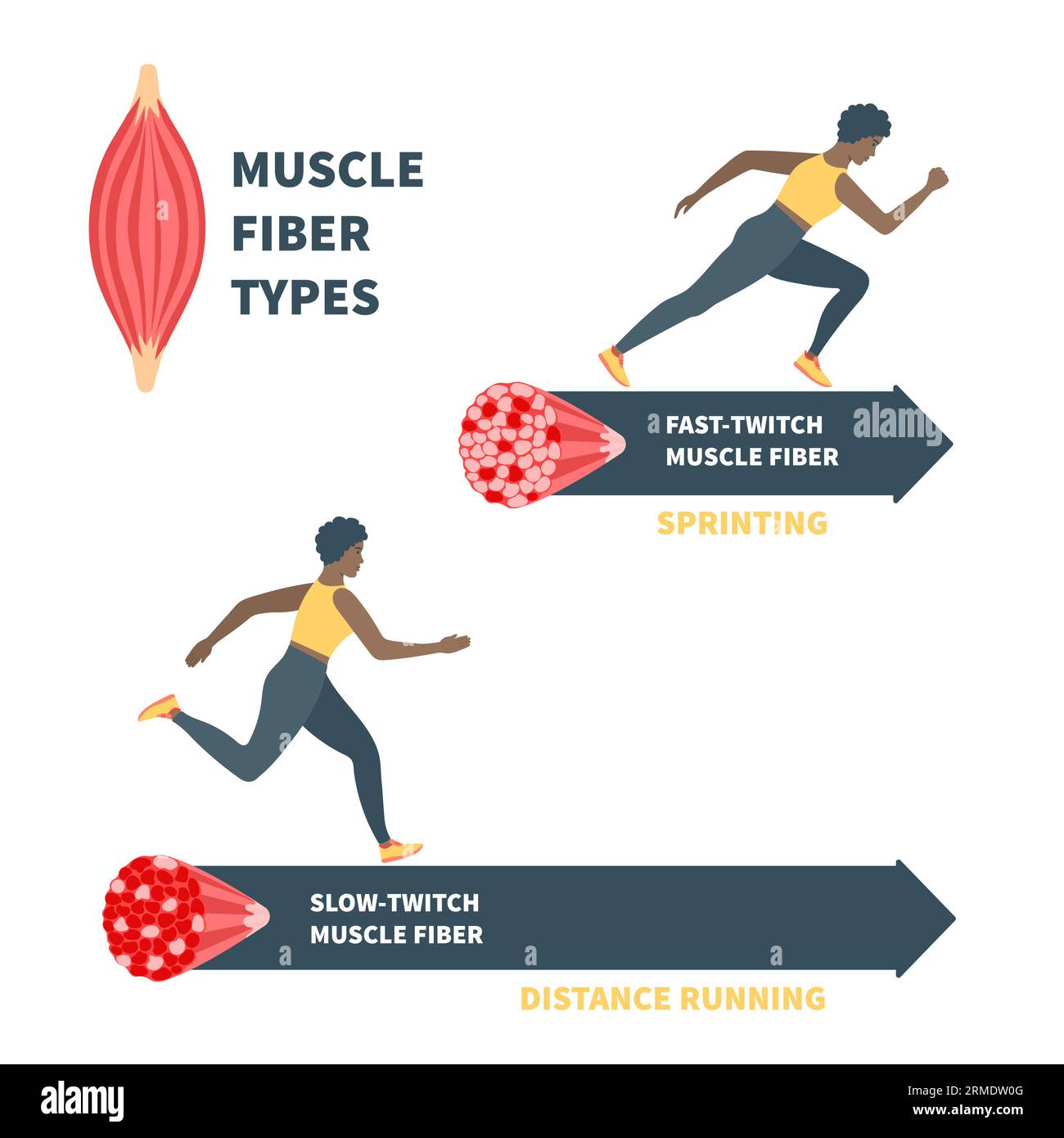 Slow twitch and fast twitch muscle fiber types illustration stock