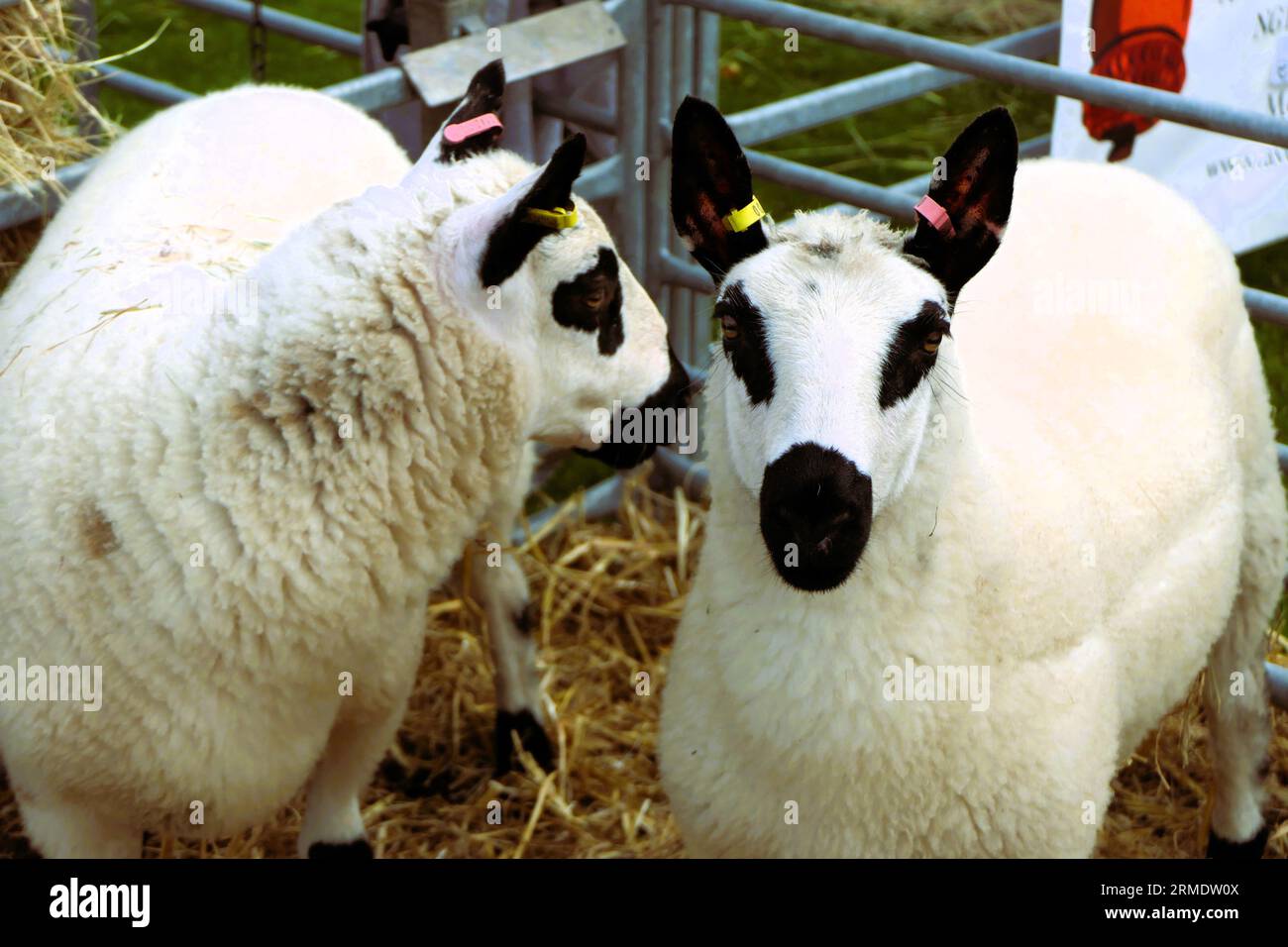 UK farming and agriculture Stock Photo - Alamy