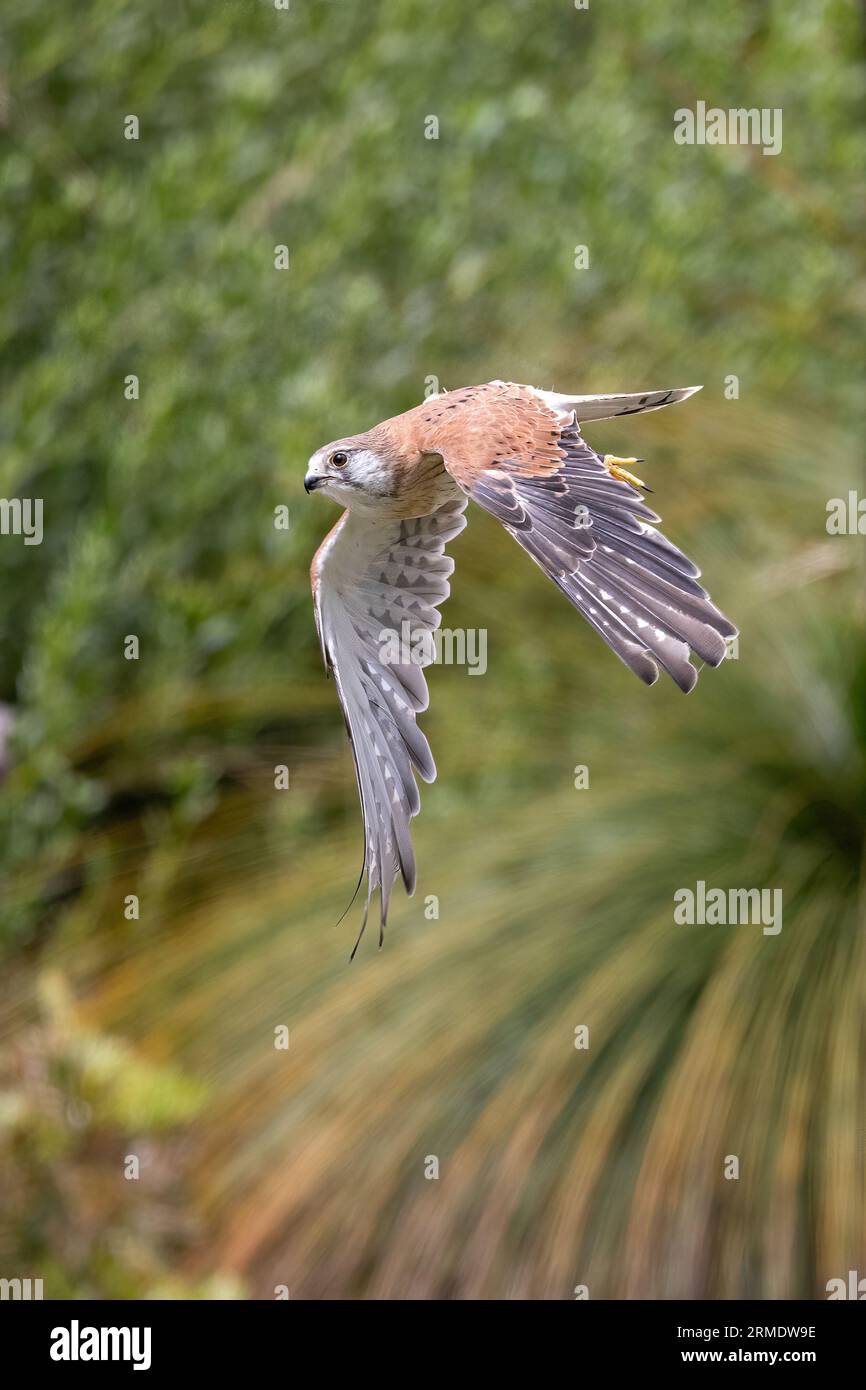 A Nankeen Kestrel, or Australian Kestrel, Falco cenchroides, in flight against a soft foliage background. One of the smallest falcons and native to Au Stock Photo