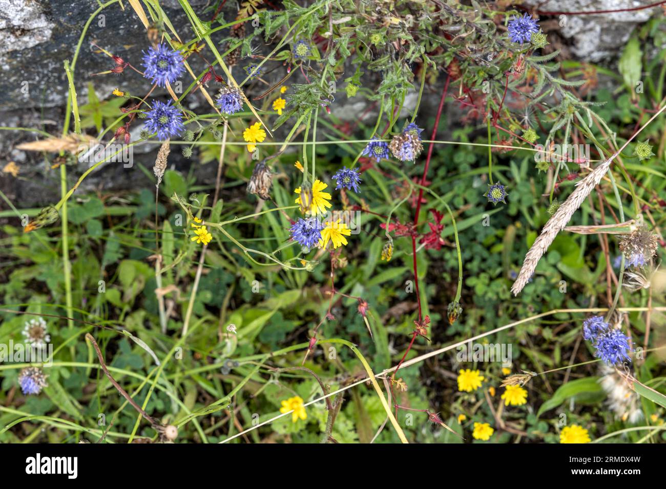 Sheep's-bit(blue), hawksbeard (yellow), Wildflowers growing in seawall, Cushendun, Antrim, Northern Ireland, UK Stock Photo
