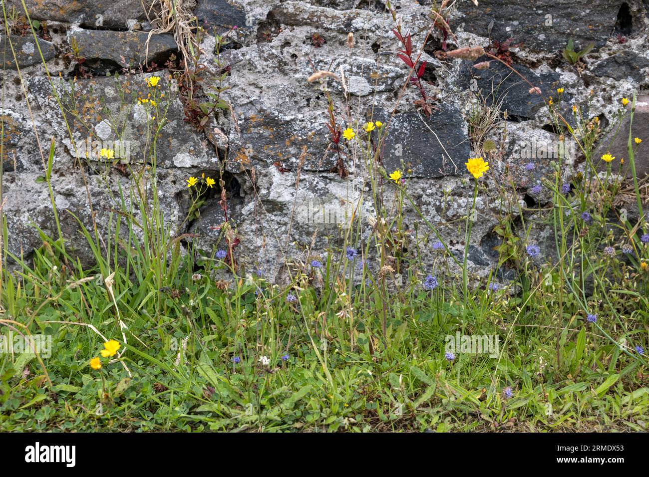 Sheep's-bit(blue), hawksbeard (yellow), Wildflowers growing in seawall, Cushendun, Antrim, Northern Ireland, UK Stock Photo