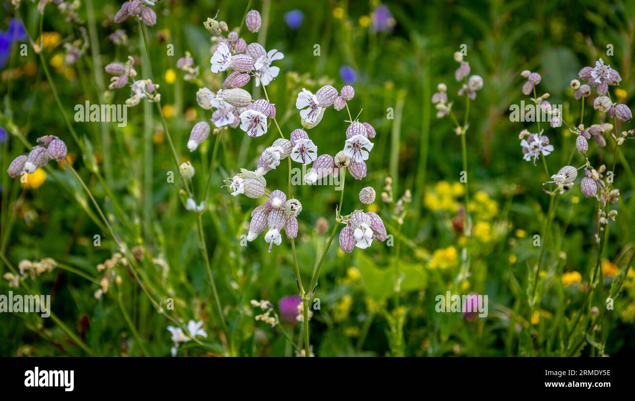 The beautiful flowers of the silene vulgaris also known as bladder campion or maidenstears, photo taken in the mountains of the French Vosges Stock Photo