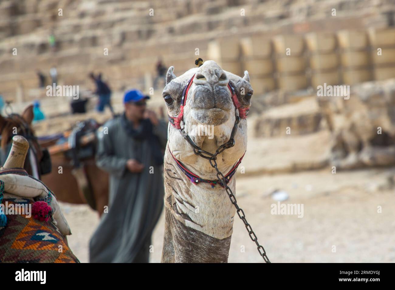 Camel staring at photographer at the Pyramids of Giza Stock Photo
