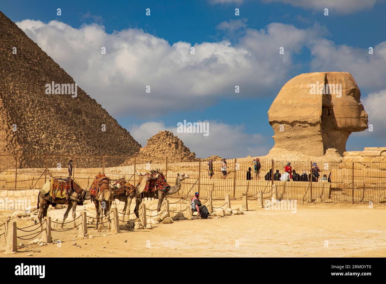 Camels standing in an enclosure next to the Great Sphinx of Giza Stock Photo