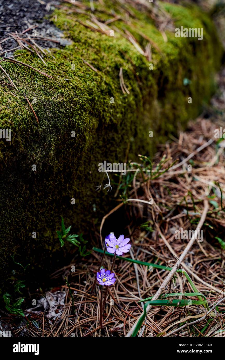 Purple wild flowers in the Pyrenees mountains Stock Photo