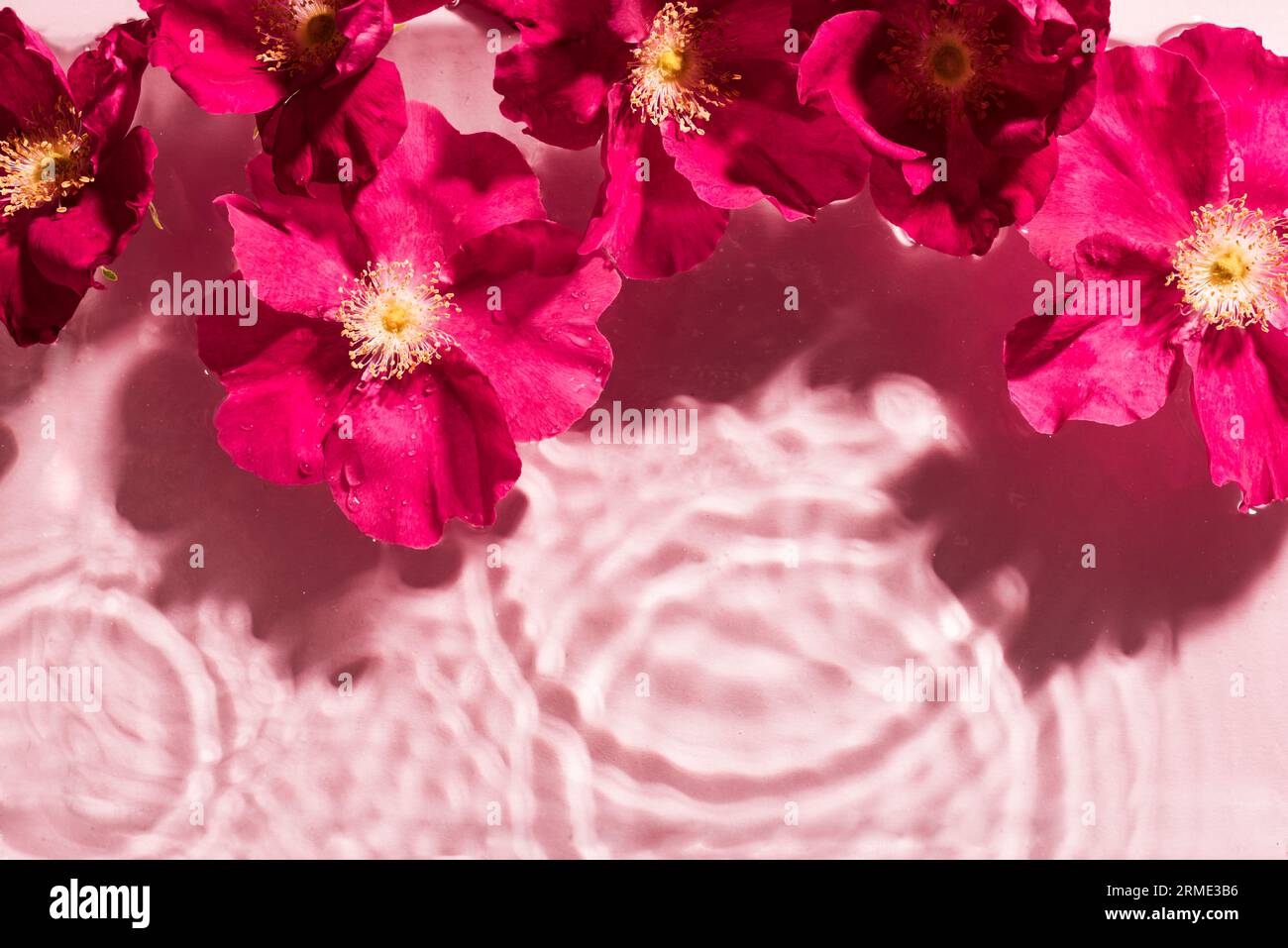 Clear water background with ripples and pink purple flowers close up ...
