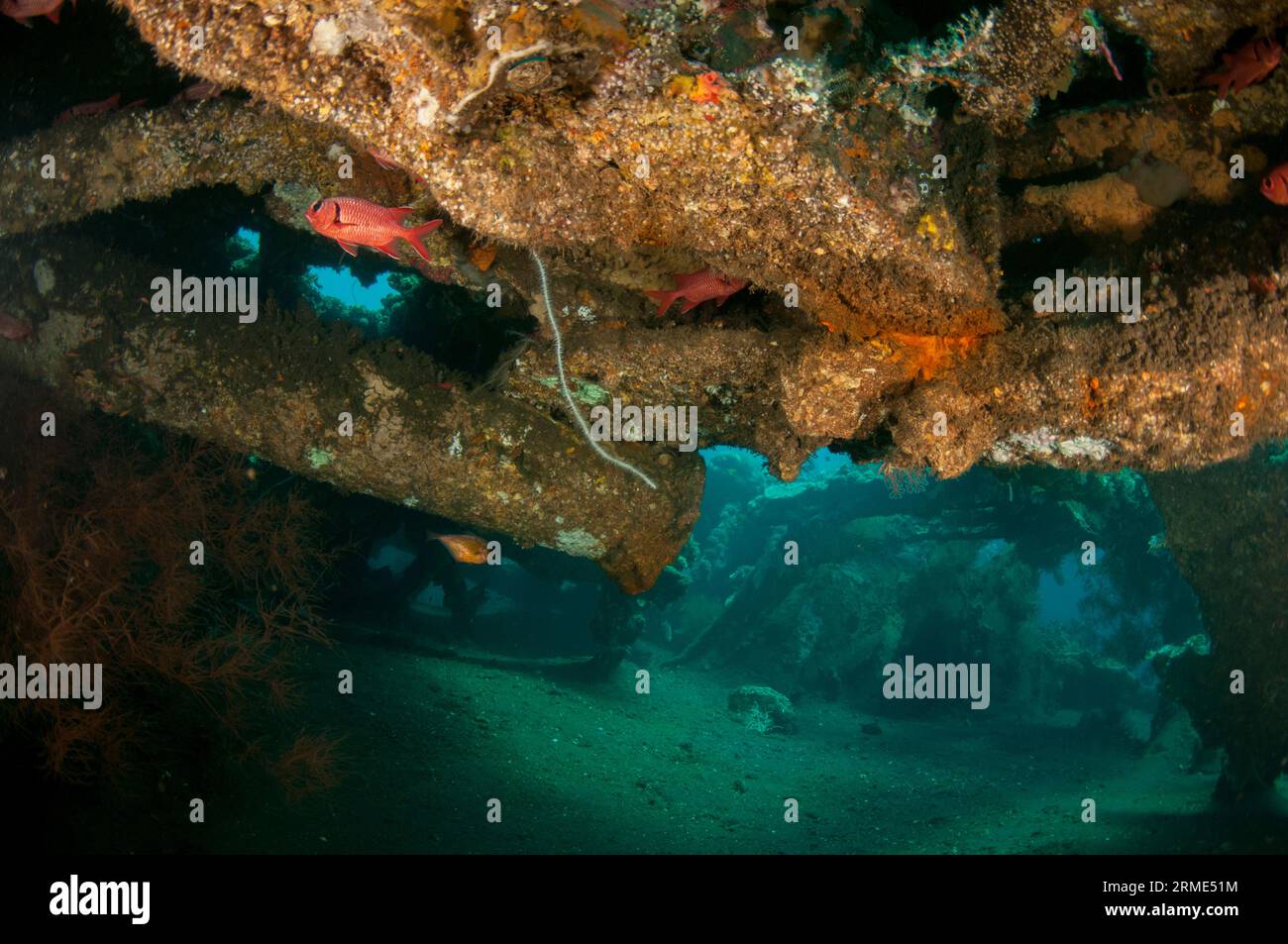 Soldierfish, Myripristis sp, and Vanikoro Sweeper, Pempheris vanicolensis, in interior of wreck, Liberty Wreck dive site, Tulamben, Karangasem, Bali, Stock Photo
