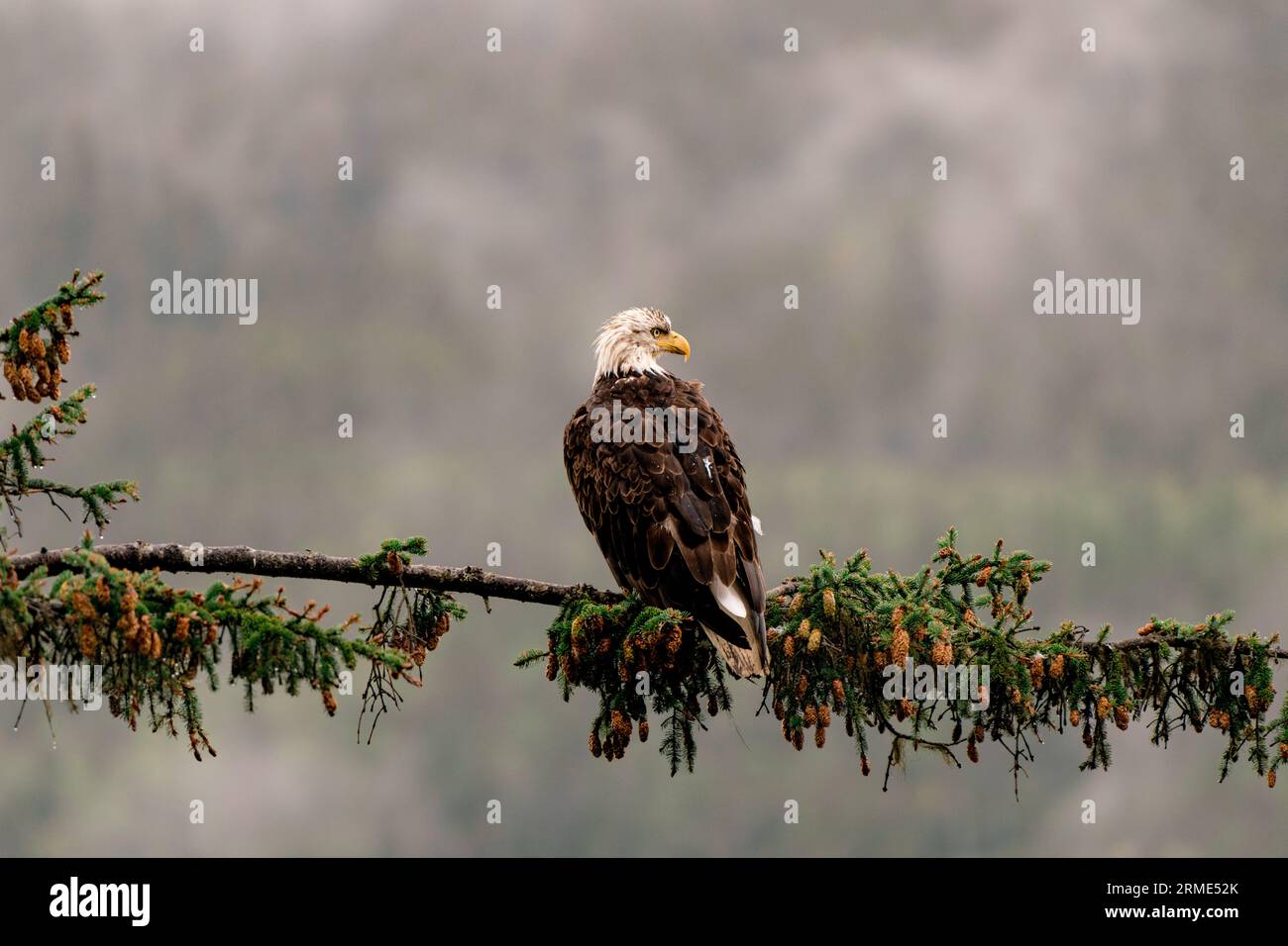 A bald eagle with his head turned to the right Stock Photo - Alamy