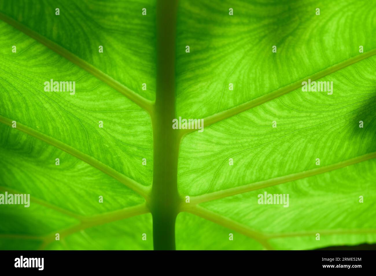 Full frame shot of green leaves background Stock Photo