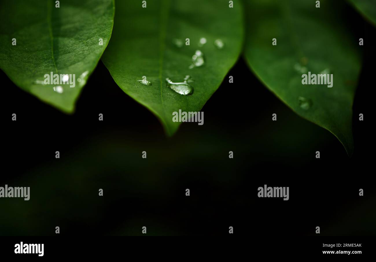 Close-up view of water drops on the dark green leaves Stock Photo