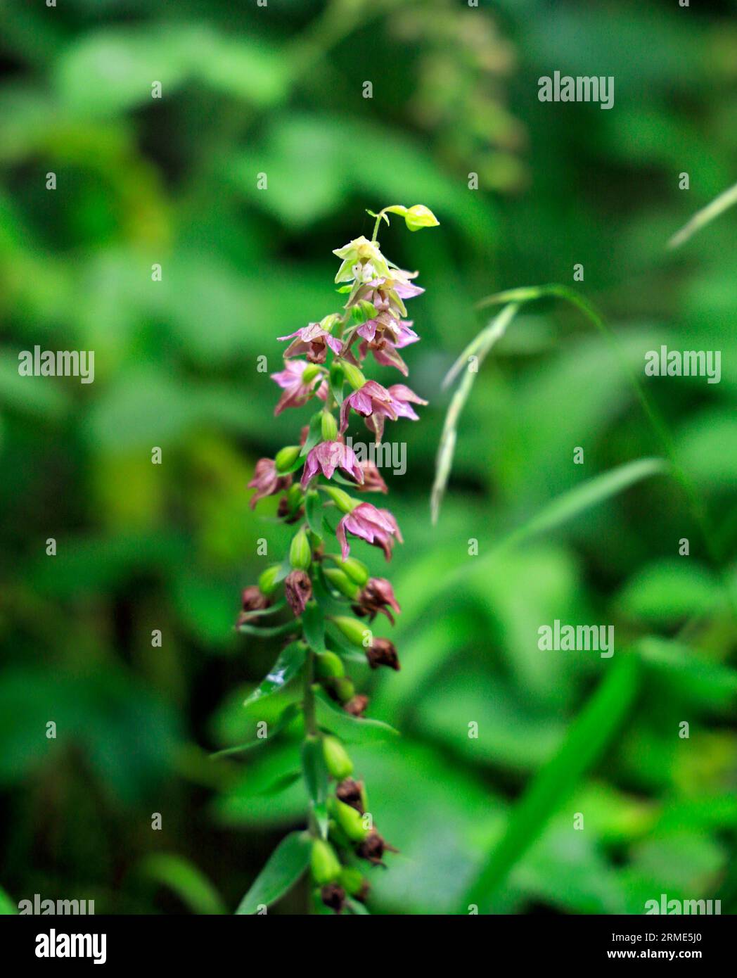 Broad Leaved Helleborine, epipactis helleborine, Woodland, Wales. Stock Photo
