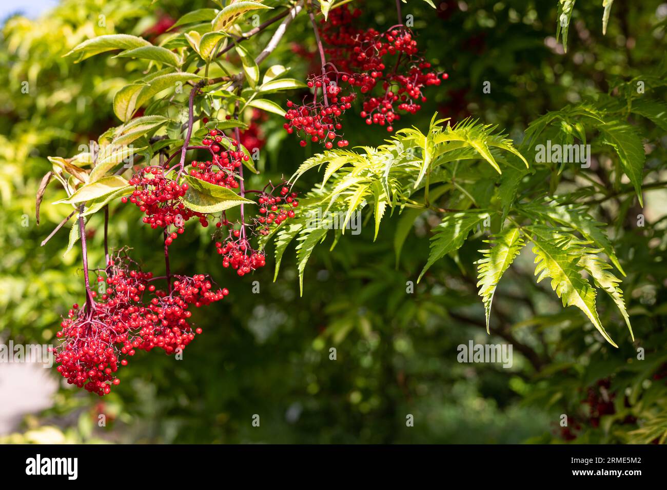 Red viburnum berries on branches Stock Photo