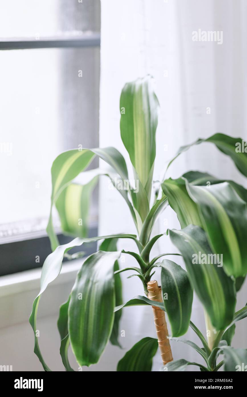A green corn plant sitting next to a black window with white cur Stock Photo