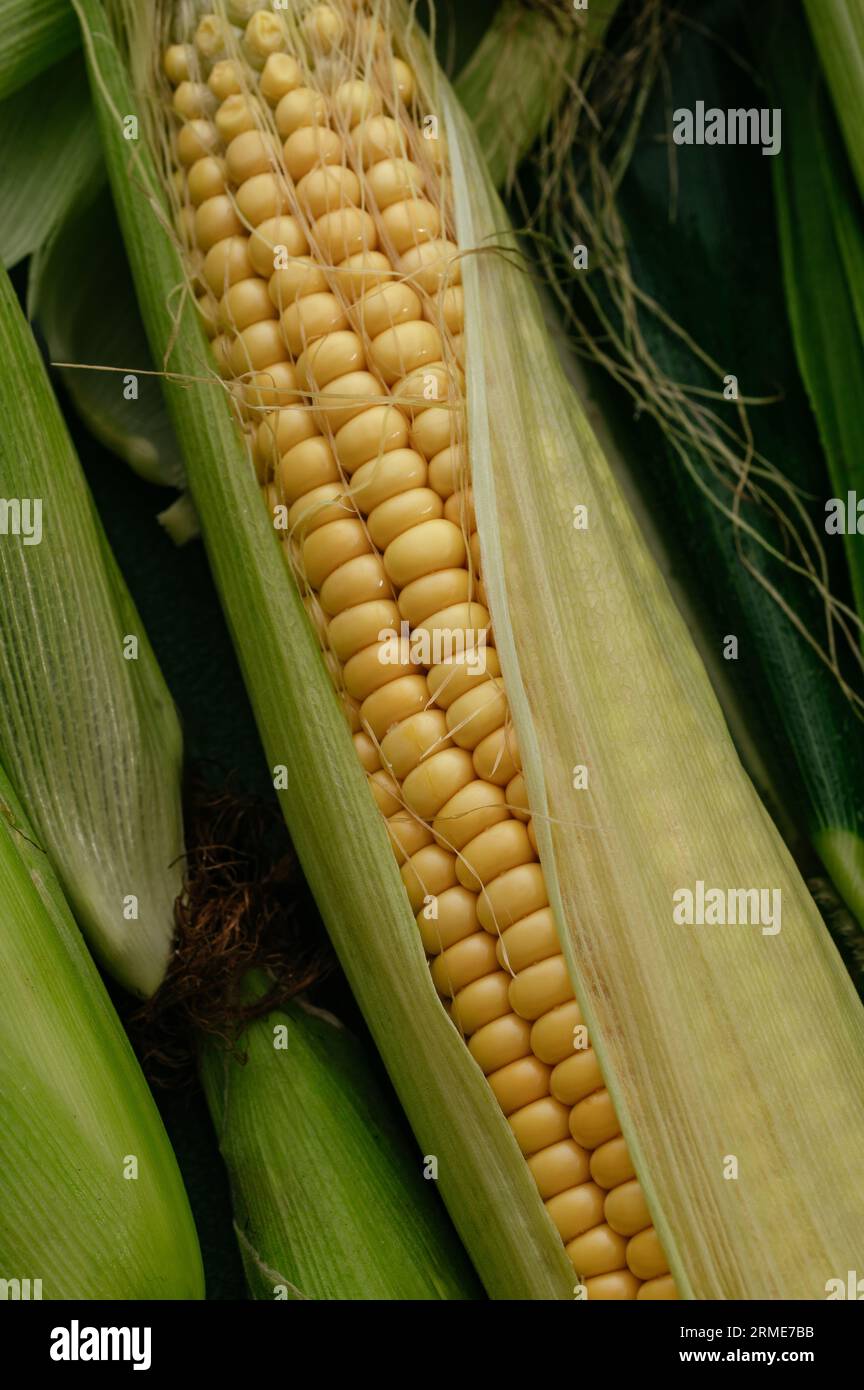 Fresh corn on cobs on table, closeup Stock Photo