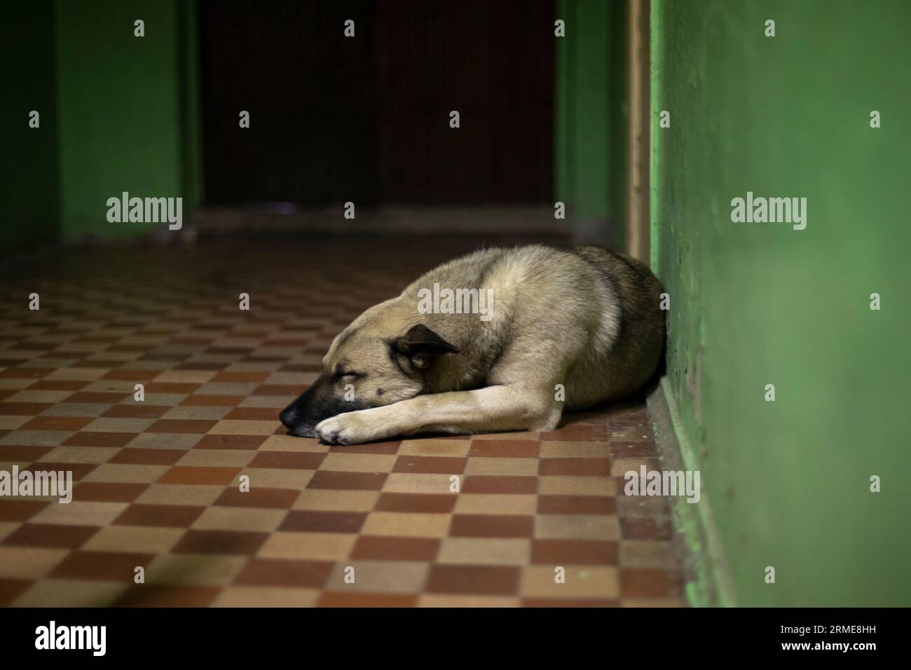 Dog sleeps on floor. Pet in corridor Stock Photo Alamy