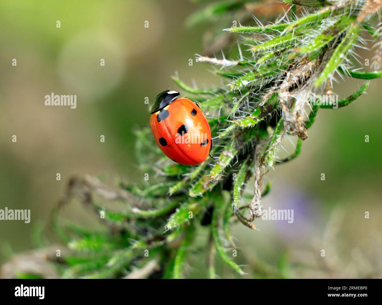 7-spot-ladybird-coccinella-septempunctata-stock-photo-alamy