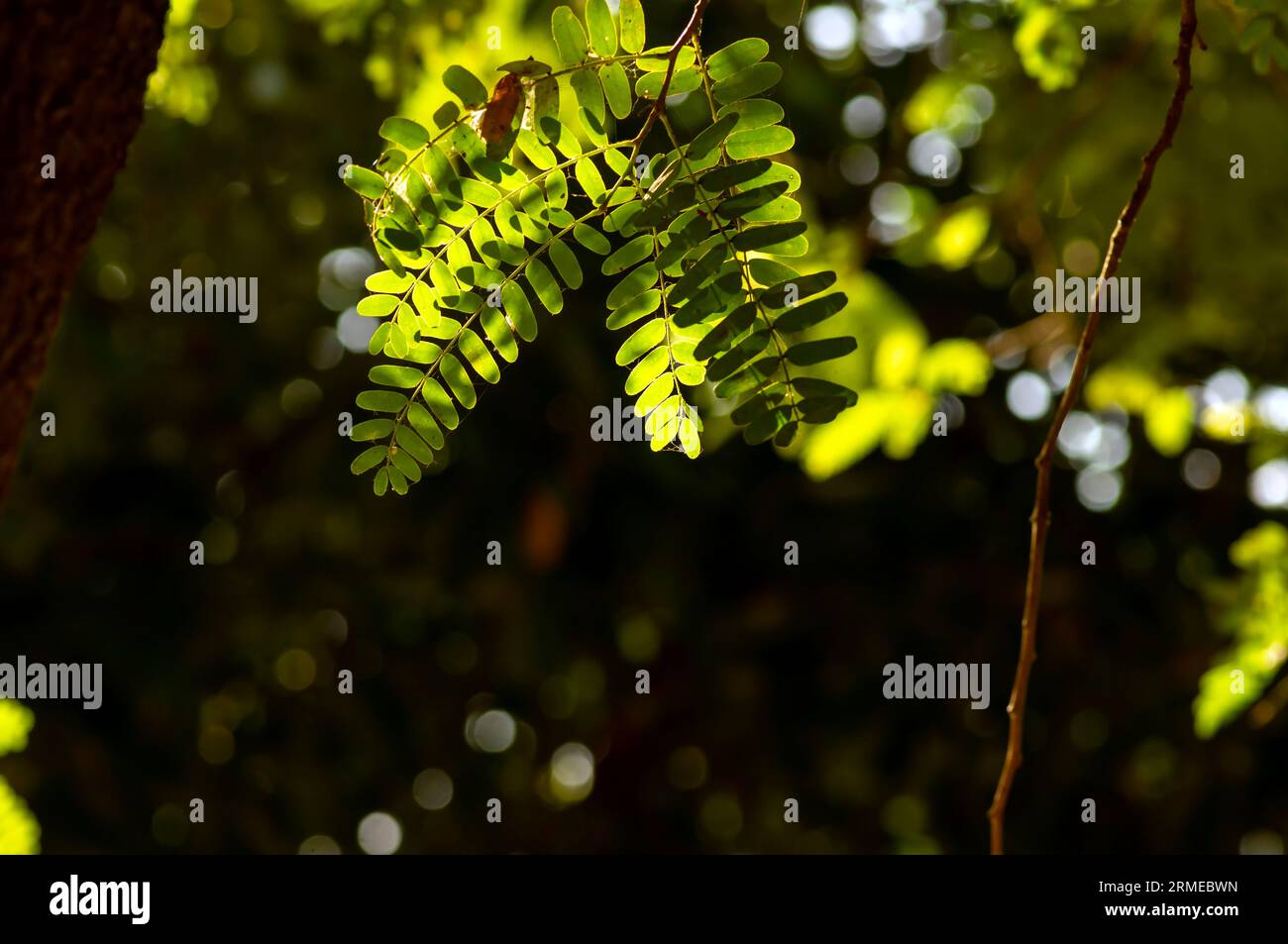 Defocused of the river tamarind (Leucaena leucocephala) green leaves with bokeh background. Stock Photo