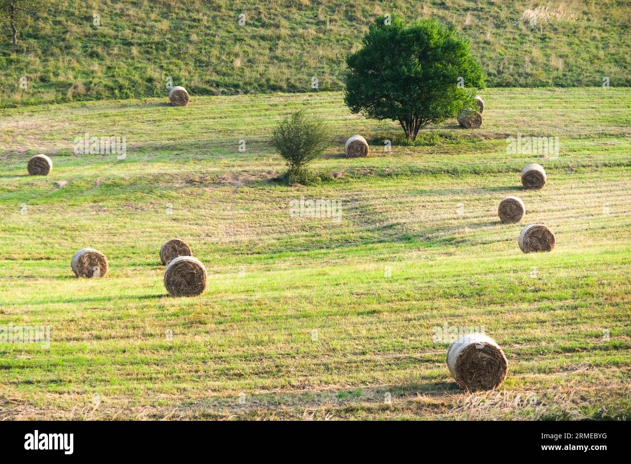 landscape with bales of hay Stock Photo - Alamy