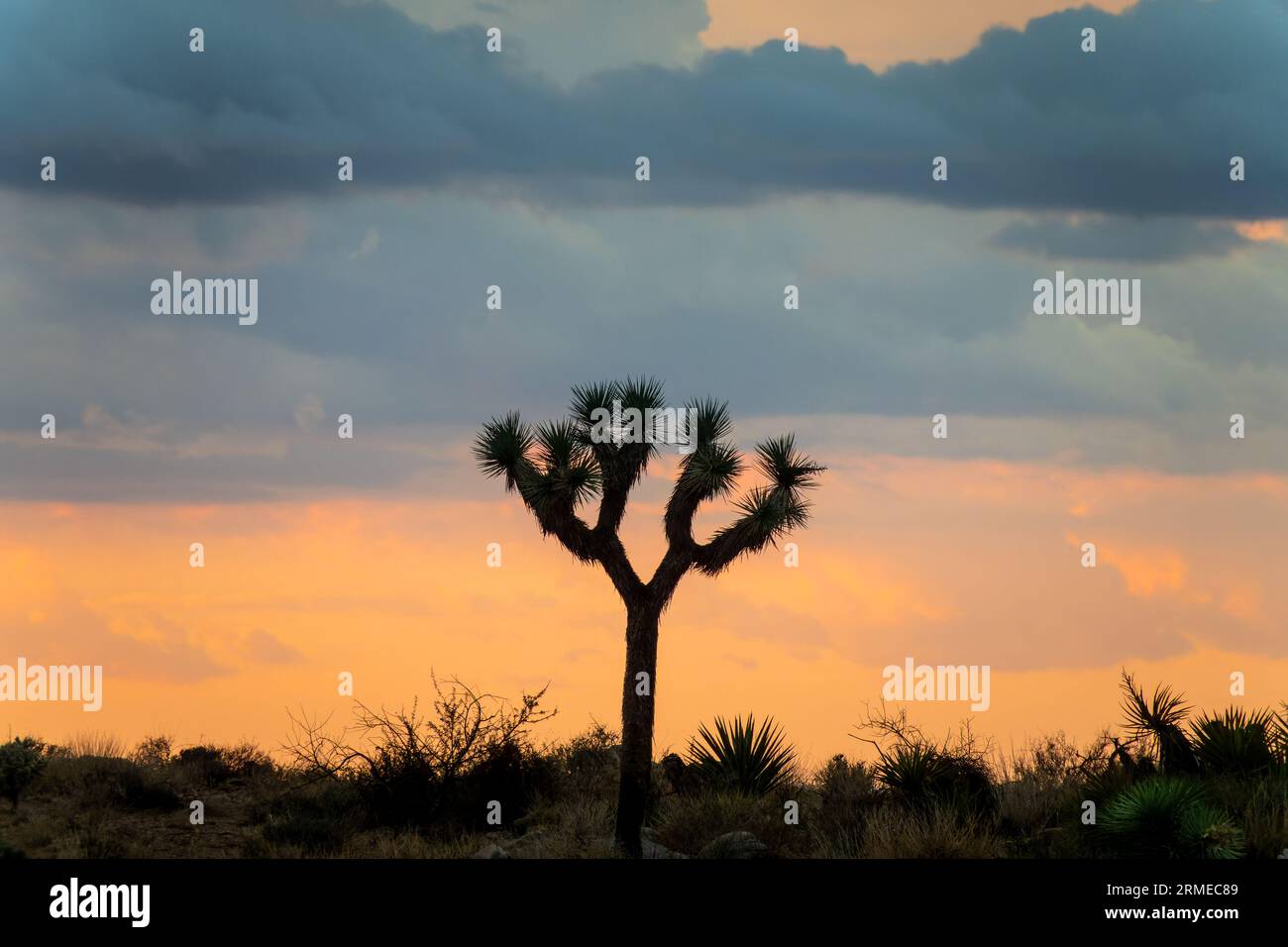 Silhouette of a Joshua tree at sunset in the Joshua Tree national park, California Stock Photo
