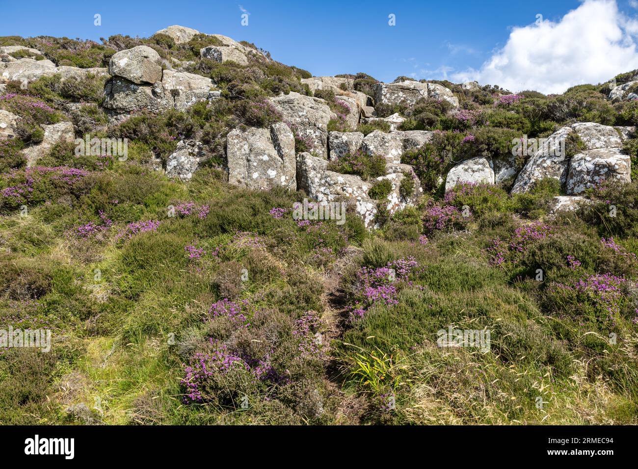 Heather and other plants on crag, Fairhead Cliffs,  Northern Ireland, UK Stock Photo