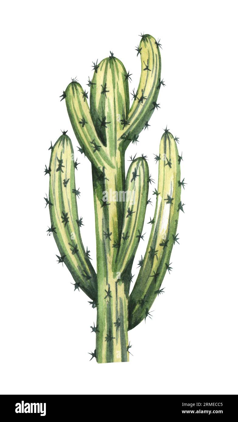 Watrcolor hand drawn realistic cactus illustration. Botanical Armatocereus oligogonus isolated on white. Stock Photo