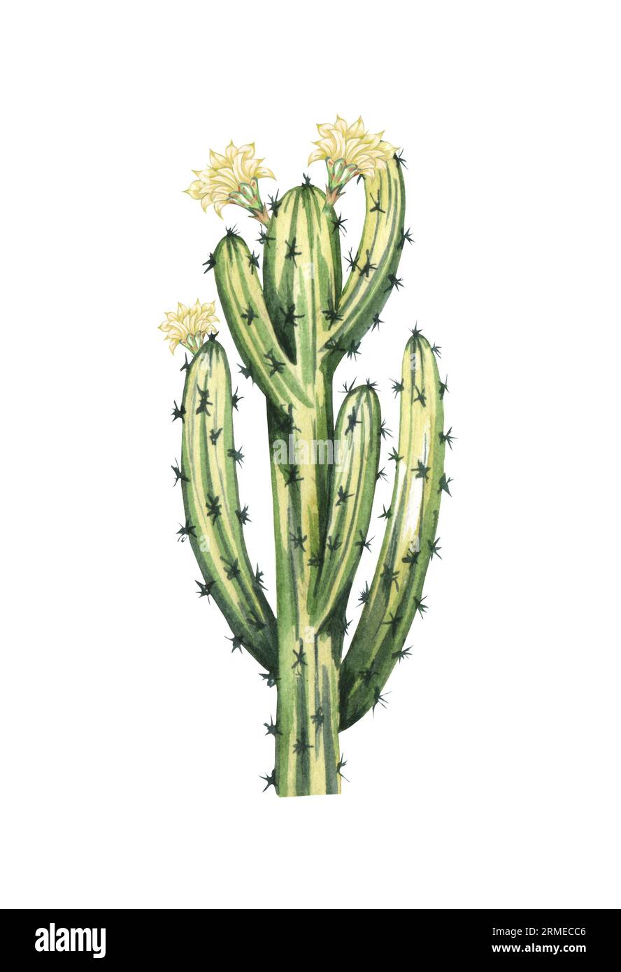 Watrcolor hand drawn realistic cactus illustration. Botanical blooming Armatocereus oligogonus isolated on white. Stock Photo