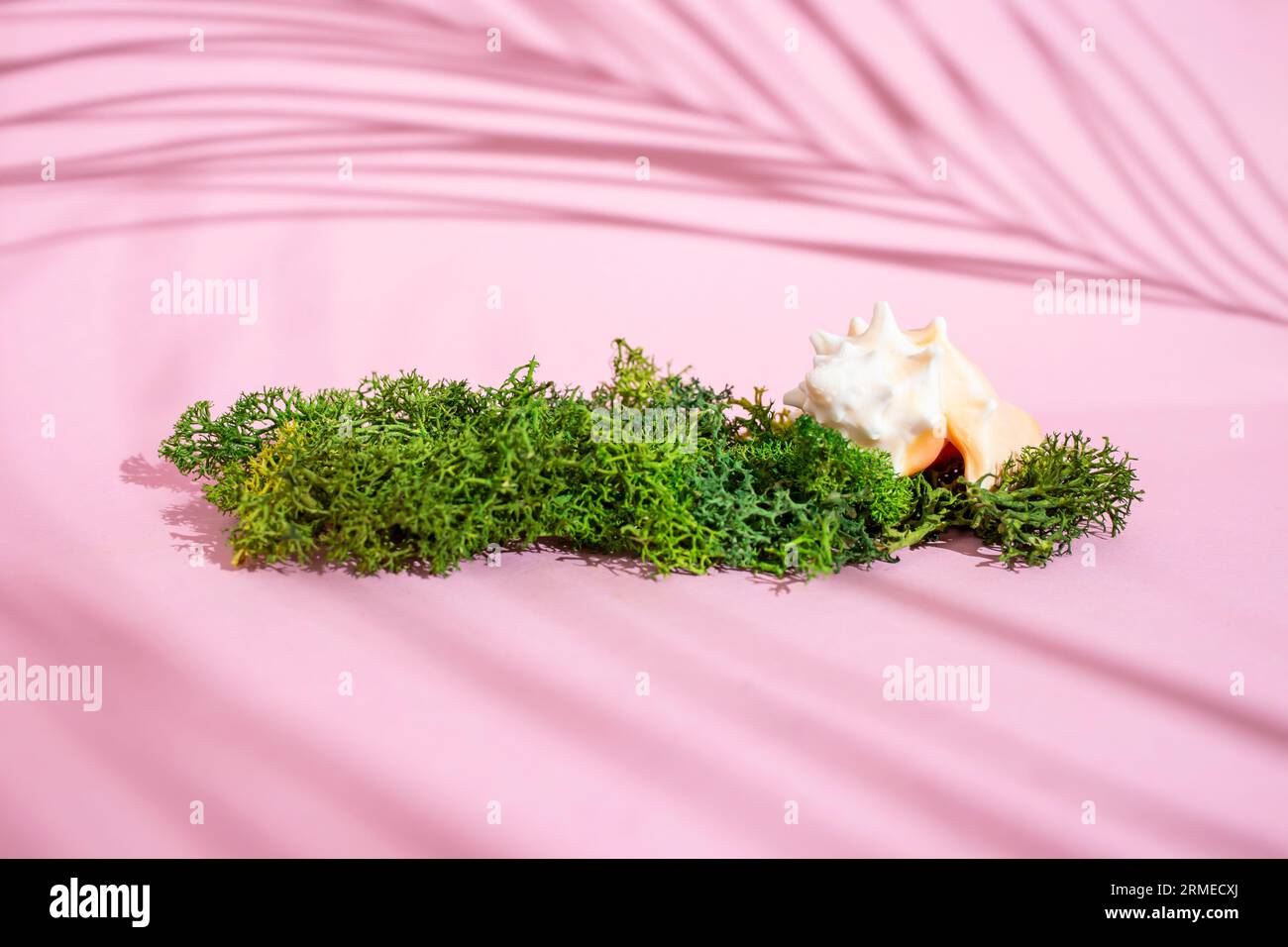 Sea shell with green lichen moss on pink background with palm leaf shadows, template for product Stock Photo