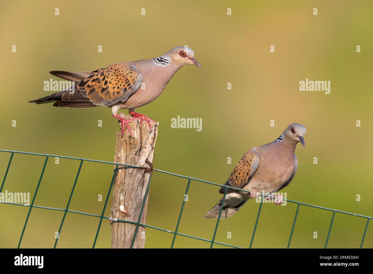 European Turtle Dove (Streptopelia turtur), couple perched on a fence, Campania, Italy Stock Photo