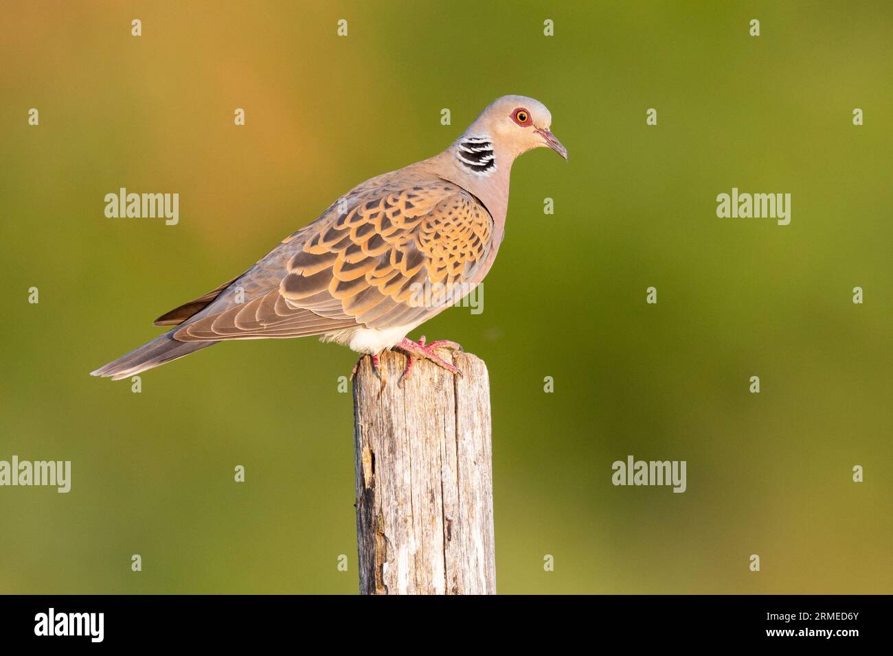 European Turtle Dove (Streptopelia turtur), side view of an adult male perched on a post, Campania, Italy Stock Photo