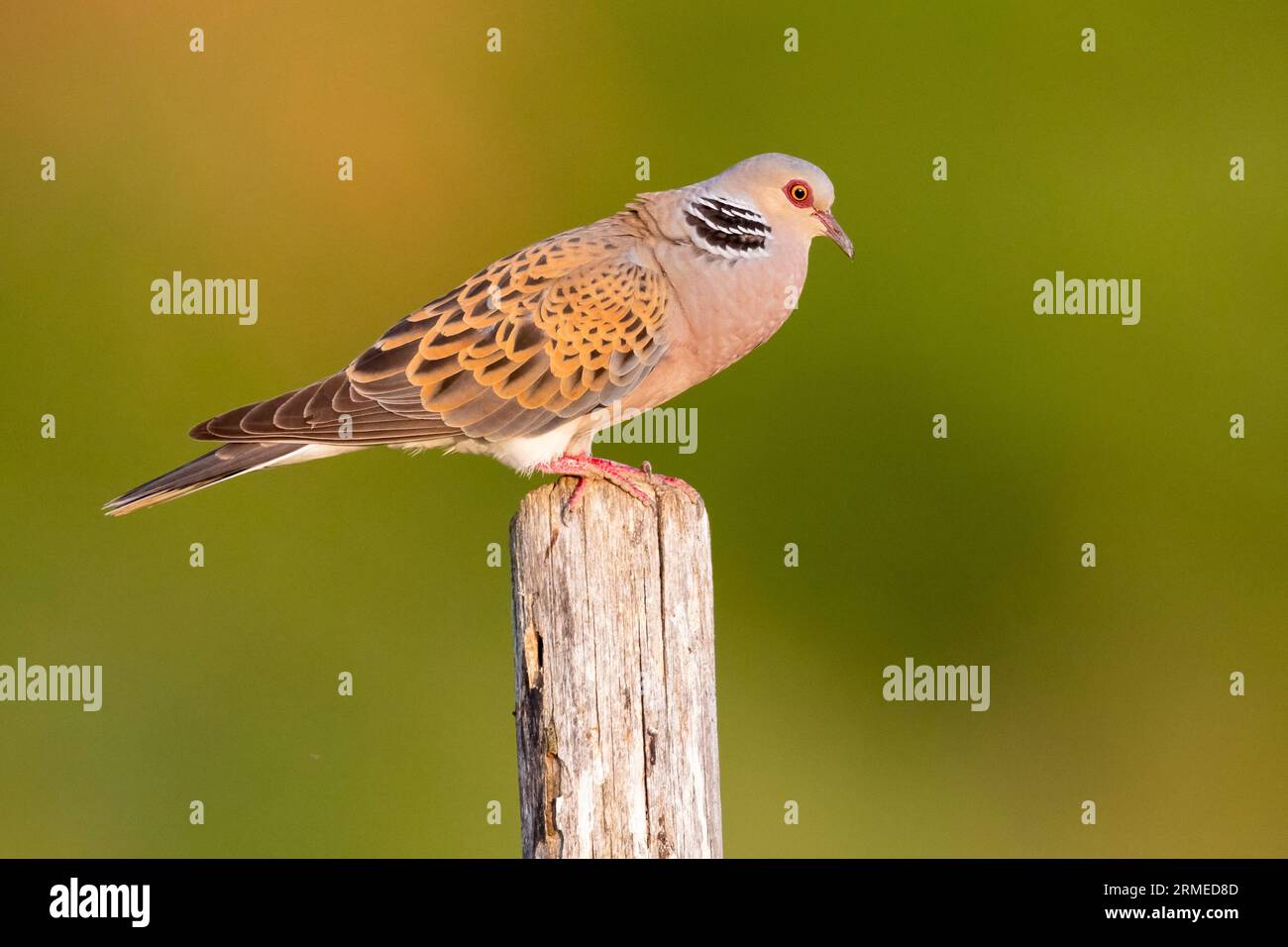 European Turtle Dove (Streptopelia turtur), side view of an adult male singing from a post, Campania, Italy Stock Photo