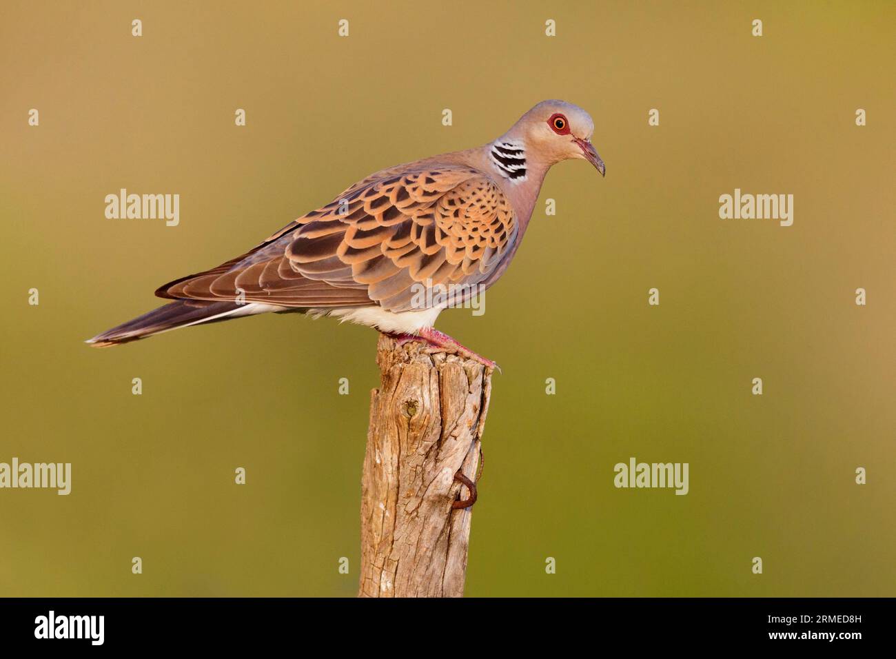 European Turtle Dove (Streptopelia turtur), side view of an adult male perched on a post, Campania, Italy Stock Photo