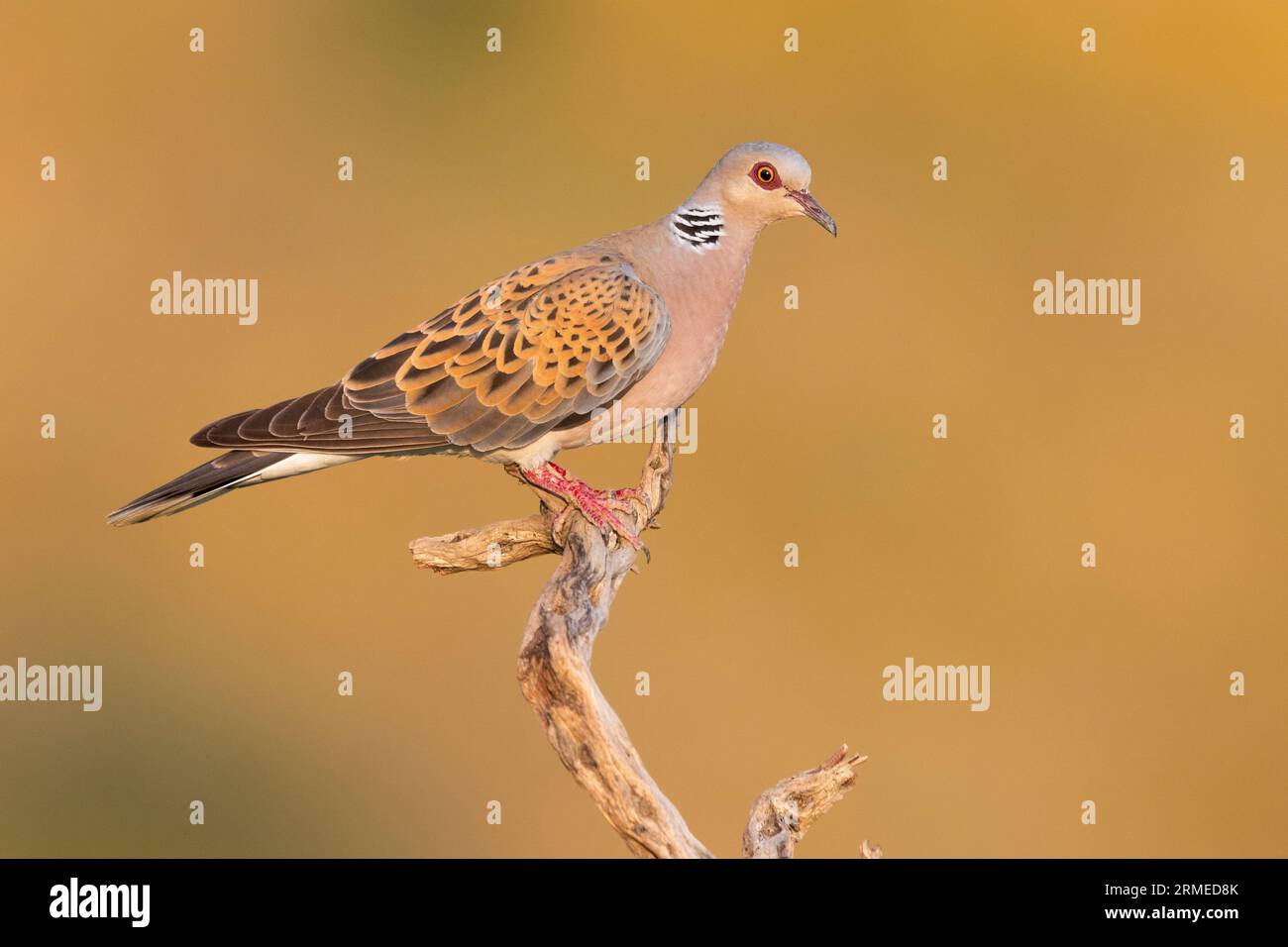 European Turtle Dove (Streptopelia turtur), side view of an adult male perched on a branch, Campania, Italy Stock Photo