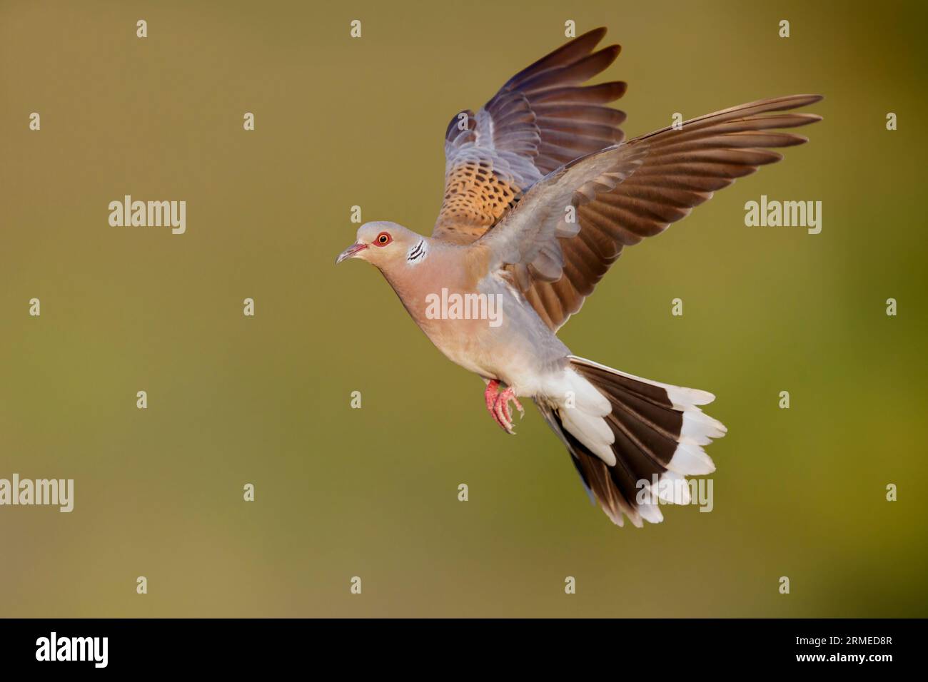 European Turtle Dove (Streptopelia turtur), side view of an adult male in flight, Campania, Italy Stock Photo