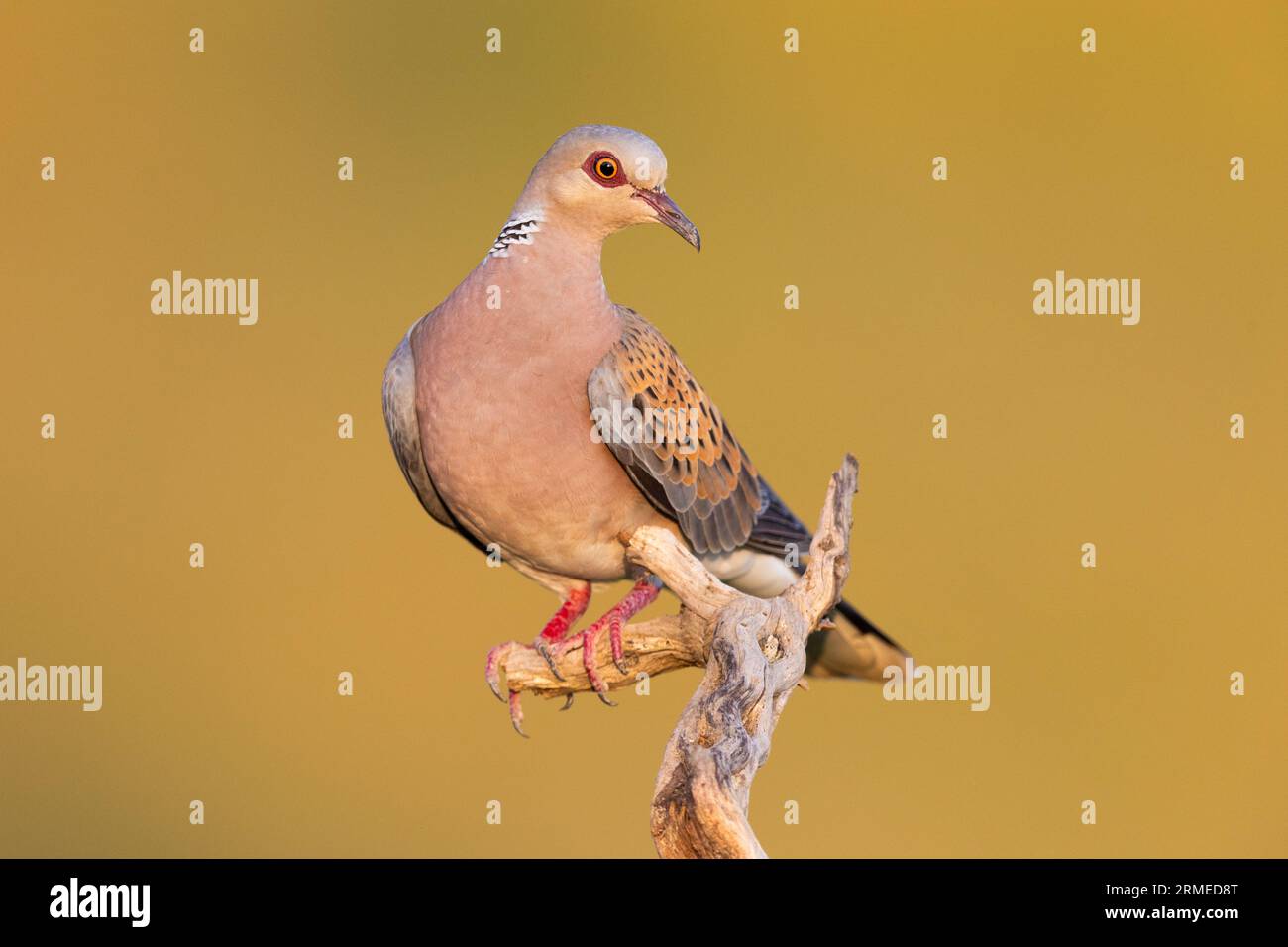 European Turtle Dove (Streptopelia turtur), front view of an adult male perched on a branch, Campania, Italy Stock Photo