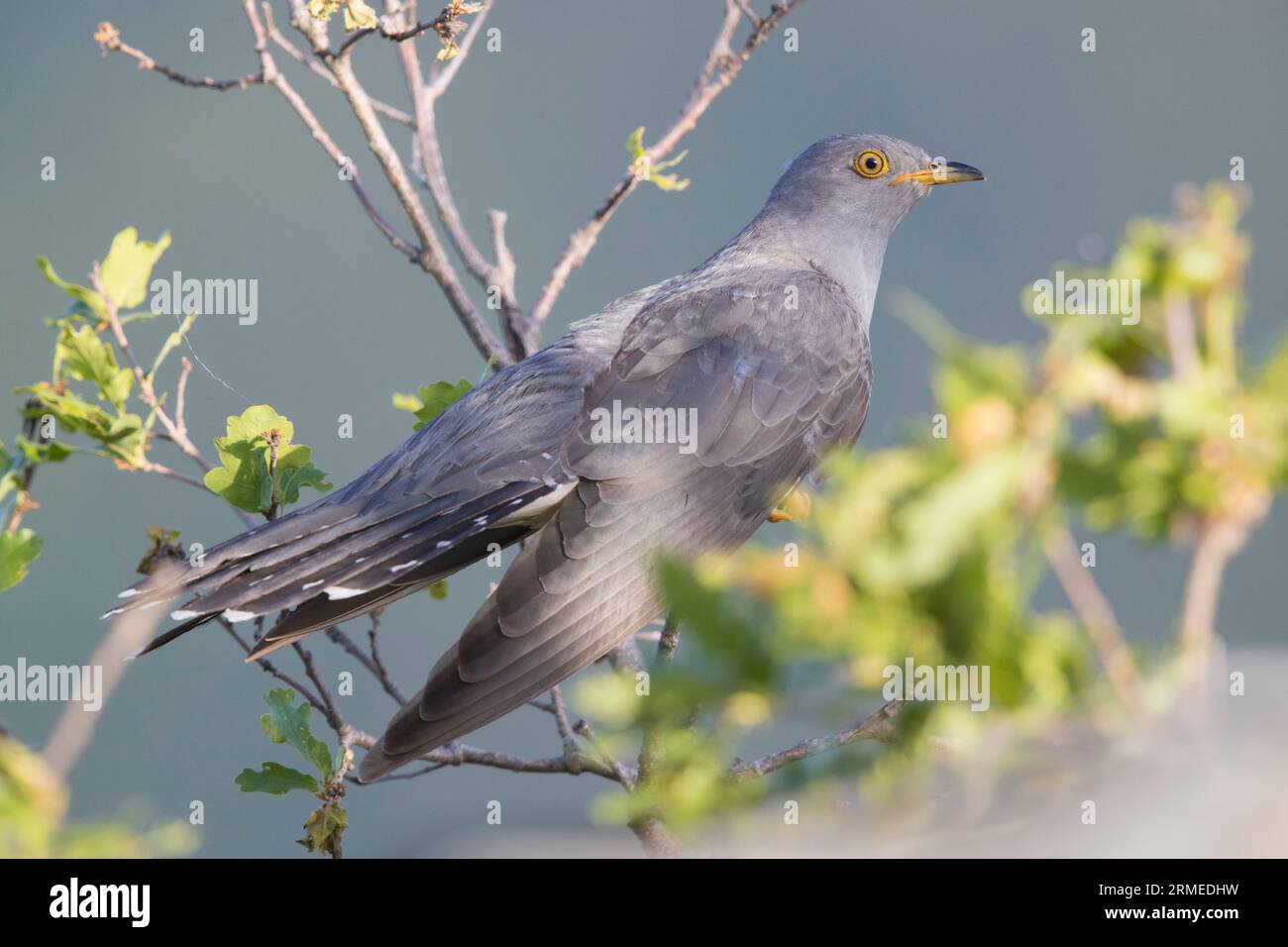 Common Cuckoo (Cuculus canorus), side view of an adult male perched on a branch, Campania, Italy Stock Photo