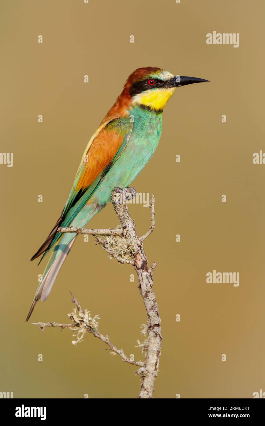 European Bee-eater (Merops apiaster), side view of an adult male perched on a branch,  Campania, Italy Stock Photo