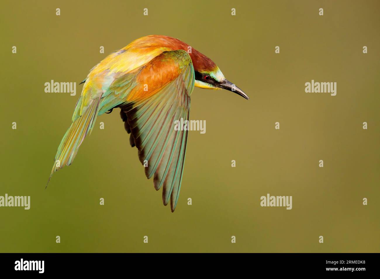 European Bee-eater (Merops apiaster), side view of an adult male in flight,  Campania, Italy Stock Photo