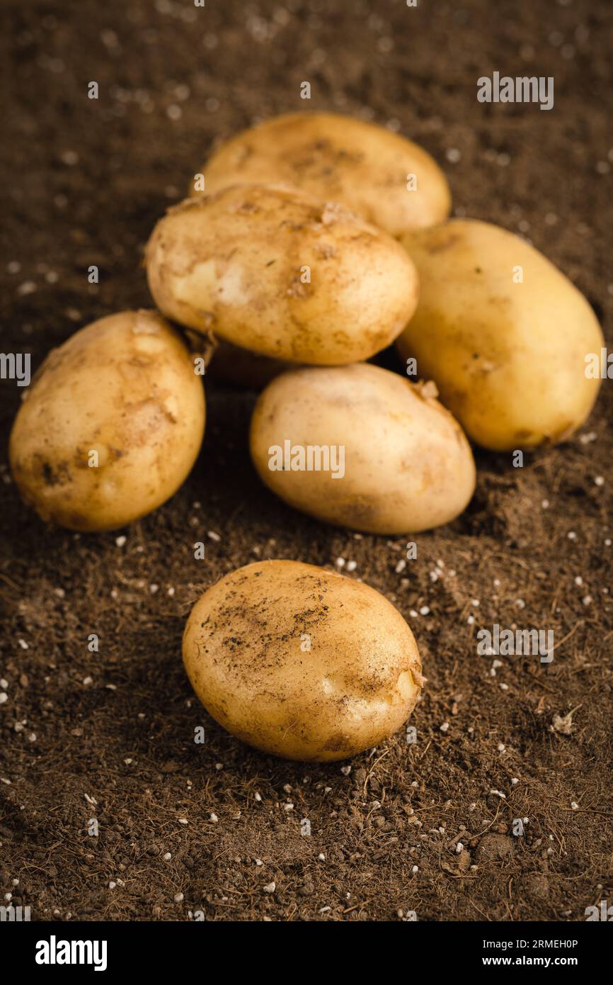 Potatoes in the field illuminated by sunlight. Stock Photo
