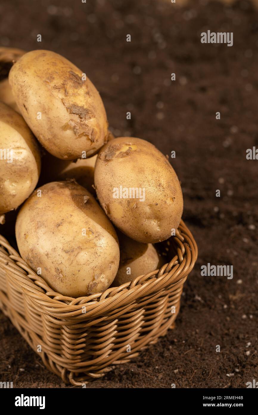 Potatoes in the field illuminated by sunlight. Stock Photo