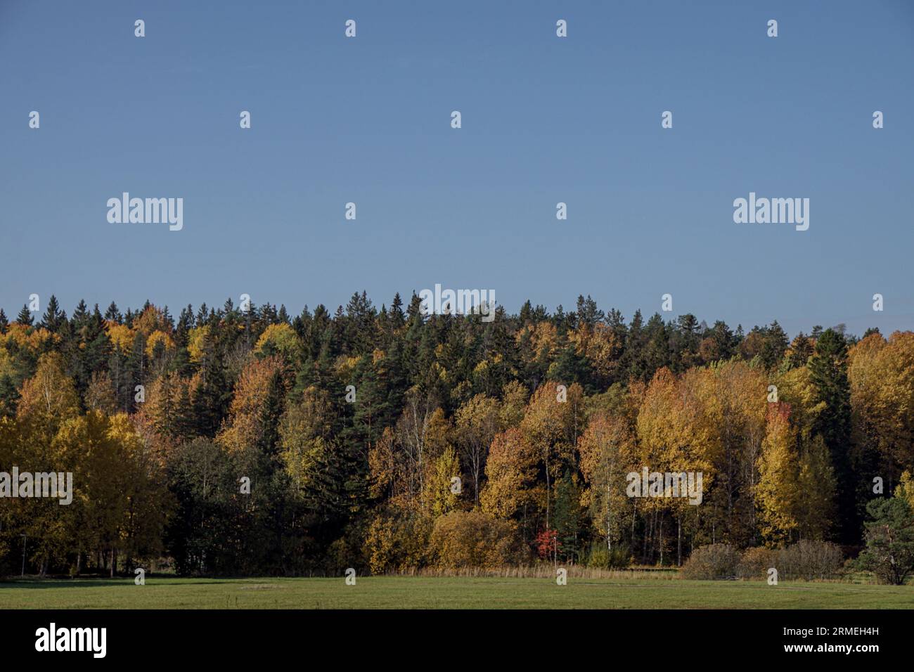 Trees field clear sky autumn hi-res stock photography and images - Alamy