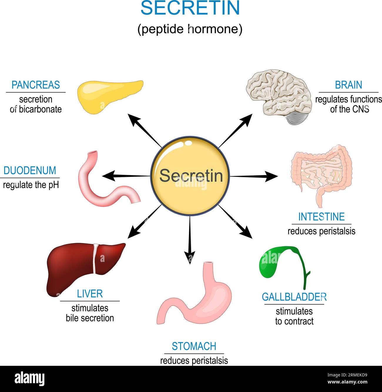 Secretin. Gastrointestinal Peptide hormones. Human Digestive system. Endocrine system. Vector illustration Stock Vector