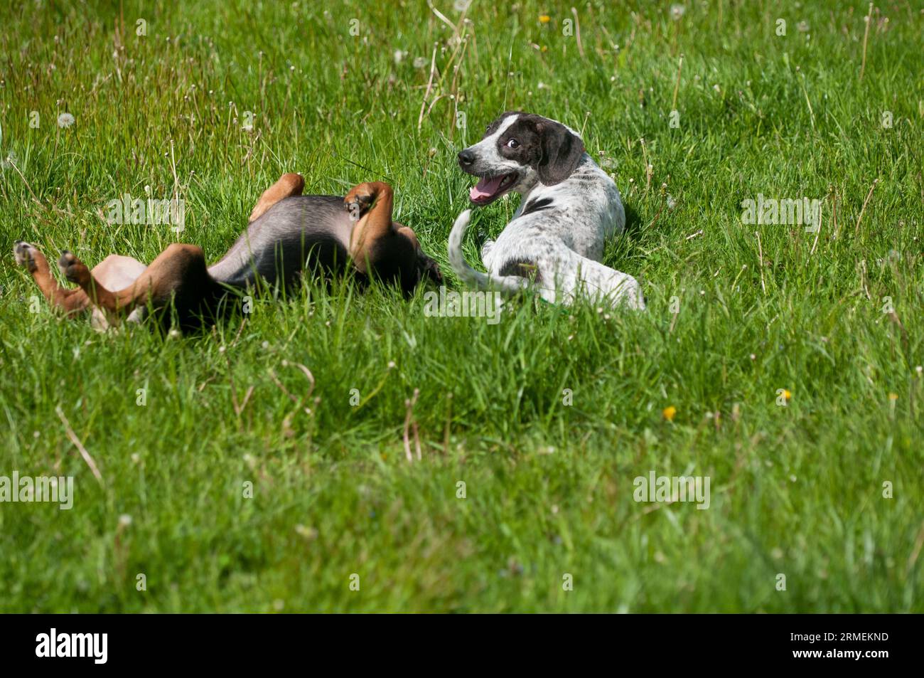 Two dogs happily laying in the yard Stock Photo