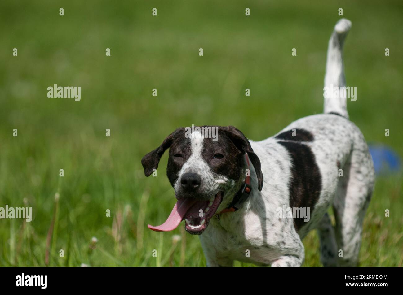 Happy dog smiling with tongue sticking out Stock Photo - Alamy