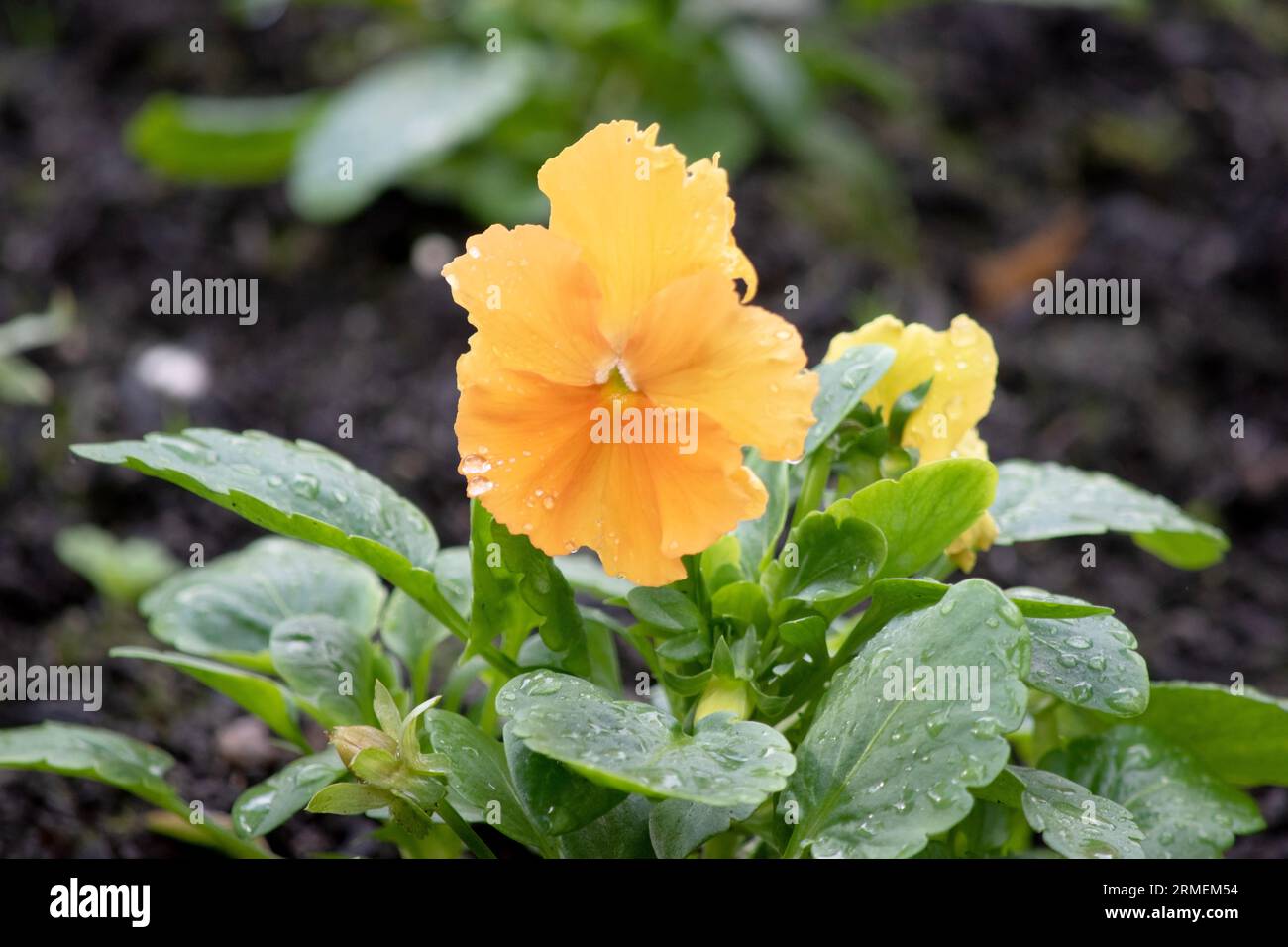 Pansies bloom from fall into next spring, all the way through time to plant warm season annuals Stock Photo